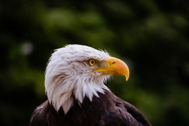 istock Closeup of a white head of Southern Bald Eagle 1462982348