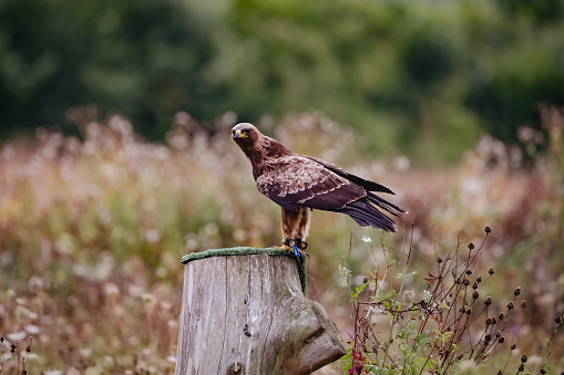 A shallow focus shot of a golden eagle perched on a cutted tree trunk during daytime on a blurred background
