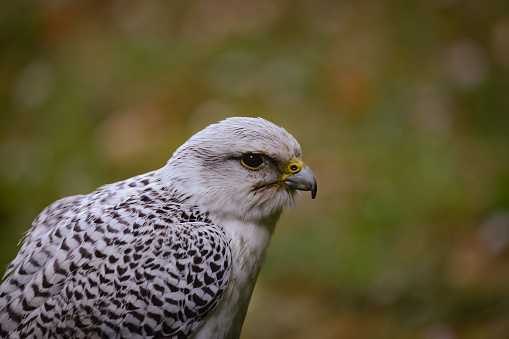 Closeup of a Lanner falcon on green background.