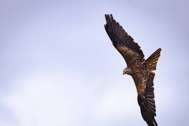 istock White head Southern Bald Eagle flying in a blue sky 1462982354