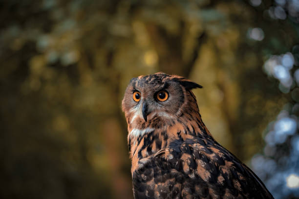 Shallow focus of Eurasian eagle-owl A shallow focus of Eurasian eagle-owl eurasian eagle owl stock pictures, royalty-free photos & images