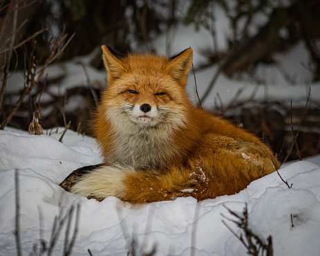 A closeup shot of a grumpy old fox trying to take a nap in an Alaska on a cold winter day
