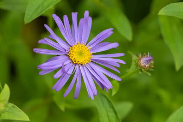 A close-up shot of a Monch Aster growing in the garden.