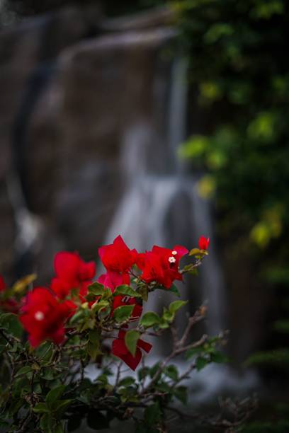 istock Vertical shot of  red flowers on blurred background 1462982985