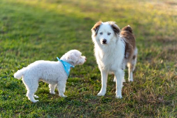 Cute white Coton de Tulear and an Australian Shepherd playing in the park. A cute white Coton de Tulear and an Australian Shepherd playing in the park. coton de tulear stock pictures, royalty-free photos & images