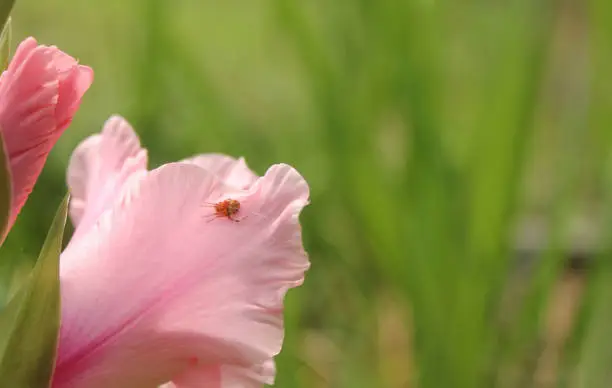 A closeup of a pink gladiolus with bushes in thebackground small spider on the petal