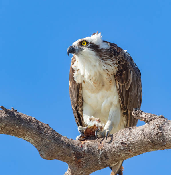 istock Low angle shot of a wild Osprey bird on a tree branch in Florida 1462983905
