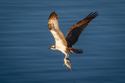 An Osprey bird carrying out a prey fish from the water in Florida