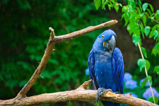 istock Closeup shot of a blue parrot perched on a tree 1462986056