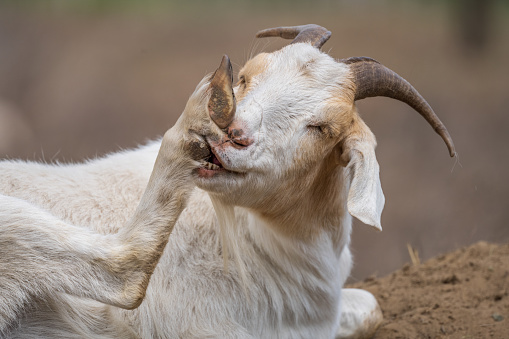 A closeup of a goat licking his foot