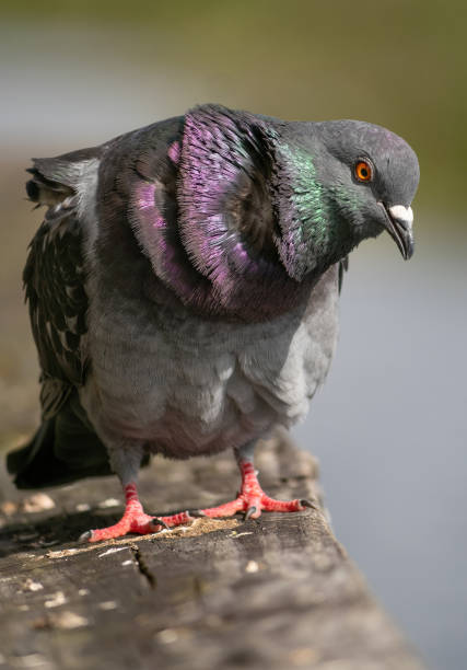 istock Vertical shallow focus shot of a rock pigeon 1462986254
