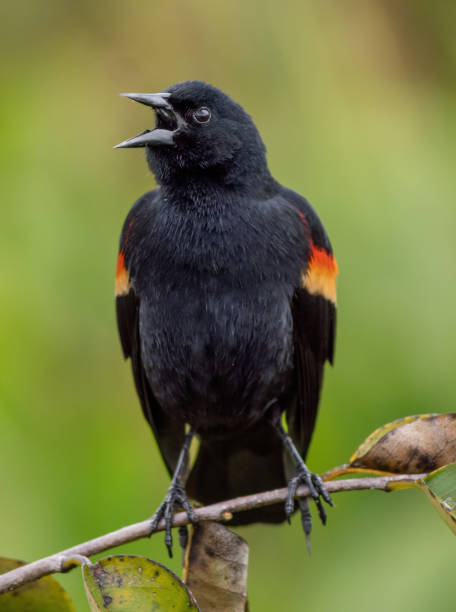 istock Vertical shallow focus shot of a red-winged blackbird perching on a tree branch 1462986258