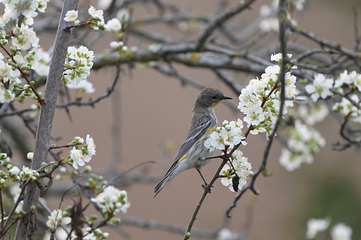 A closeup of a Yellow-rumped warbler on a tree with white flowers