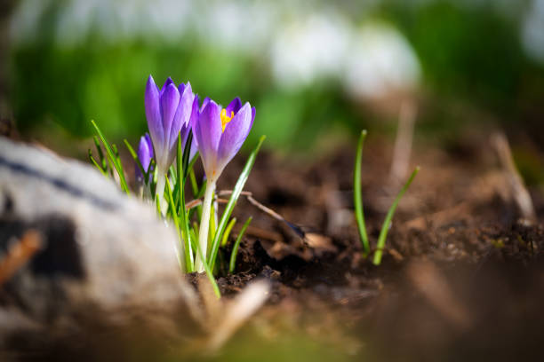 istock Selective focus shot of Early Crocus flower 1462986690