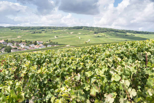 istock Champagne vineyards, France 1462986928