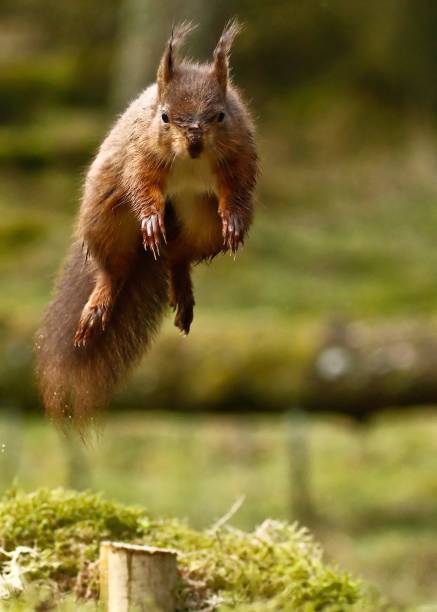 istock Selective focus shot of a red squirrel jumping through the forest 1462987298