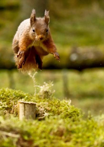 istock Vertical Shot of  red squirrel jumps through the forest 1462987312