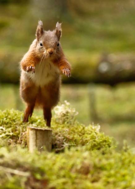 istock Vertical Shot of  red squirrel jumps through the forest 1462987341
