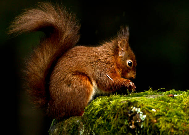 plan rapproché d’écureuil roux grignotant des noix dans la forêt sur fond noir - squirrel red squirrel black forest forest photos et images de collection