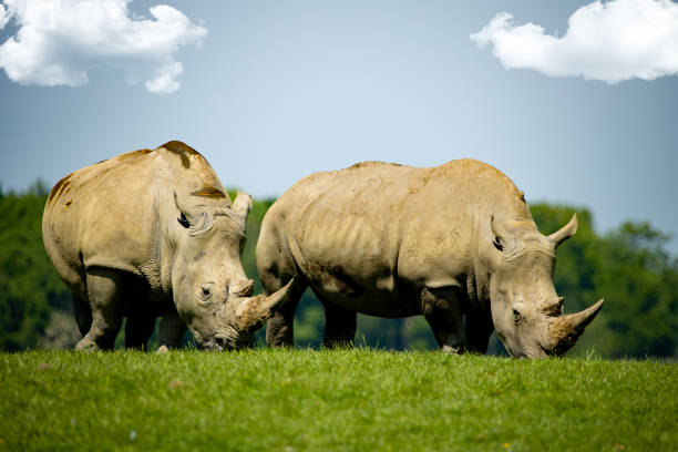 A white rhinos grazing on a green meadow