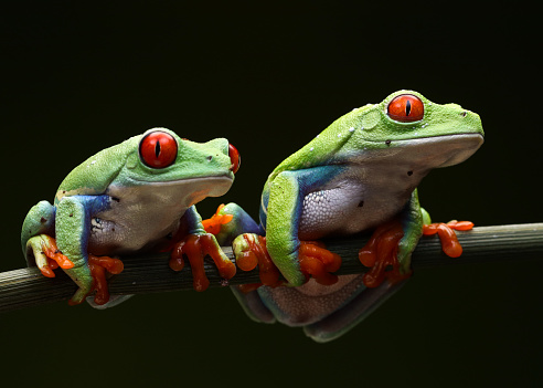 A Close-up shot of red-eyed green tree frogs on a branch on a black background