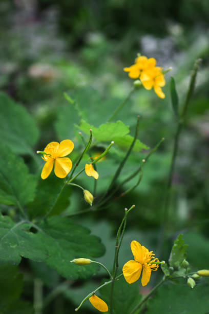 istock yellow flower in garden 1462987435