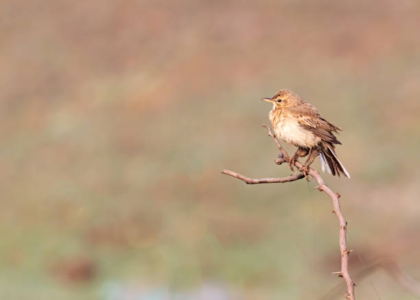 istock Closeup of a tiny Field Pipit perched on a tree, looking straight forward 1462987731