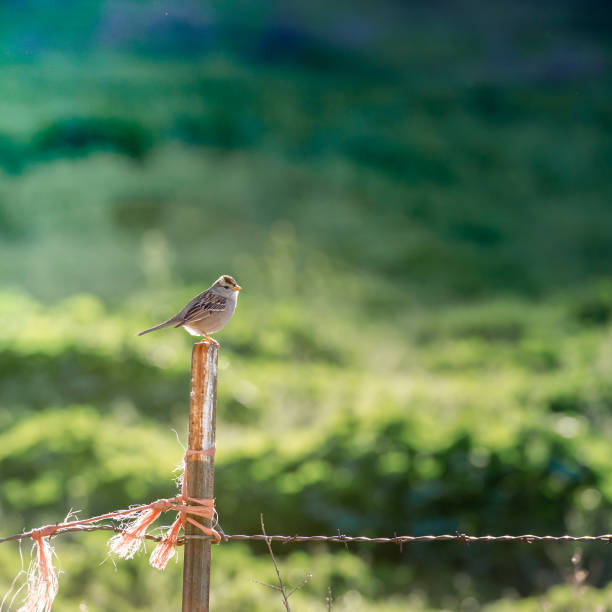 istock Sparrow bird perched on a pole of a fence 1462987773