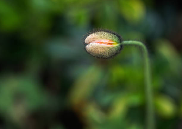 Charming poppy flower and buds