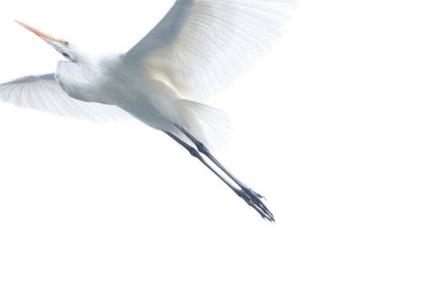 istock White egret bird flying isolated on a white background 1462987806