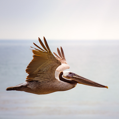 A beautiful shot of a pelican flying over a sea