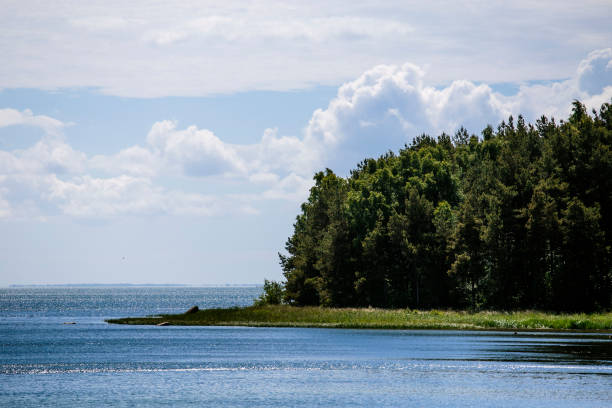 istock Green forest near shore in Hiiumaa, Estonia 1462988114