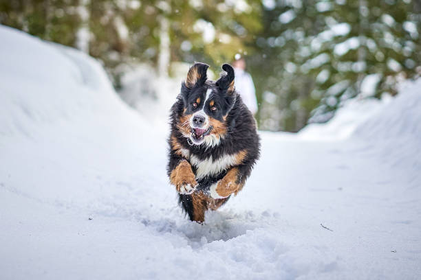A Bernese mountain dog running in the snow.