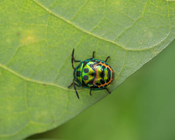 istock Close-up top shot of a coleoptera on the leaf. 1462988399