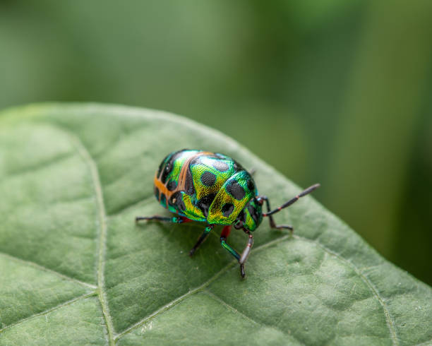 istock Close-up shot of a coleoptera on the leaf. 1462988403