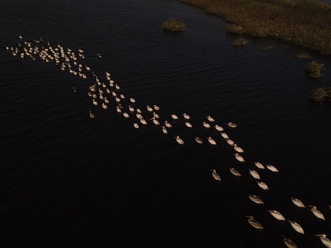 An aerial shot of a flock of waterfowl birds floating in water with a straight line