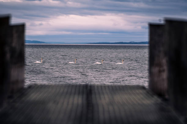 istock Swans in a row swimming on a lake 1462988575