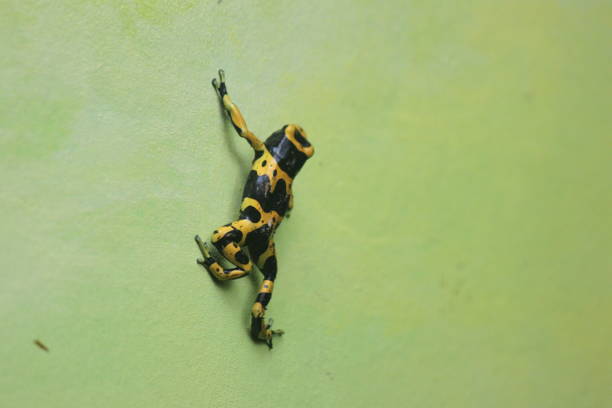 A black and yellow frog on the wall