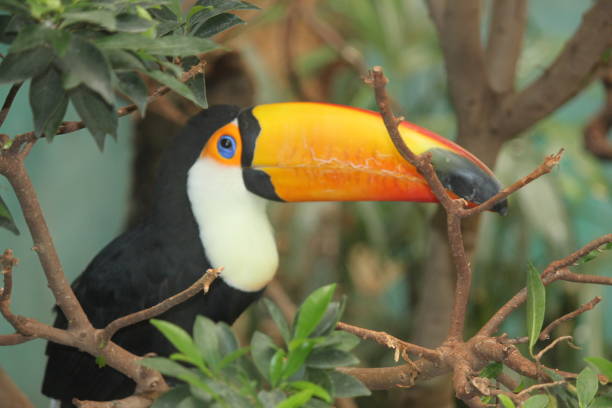 istock Closeup of a Toco toucan 1462988651