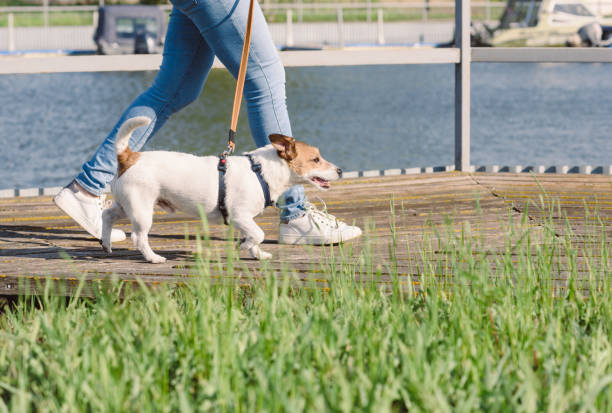 istock Active woman walking with dog on pier on bright sunny spring day 1462989264