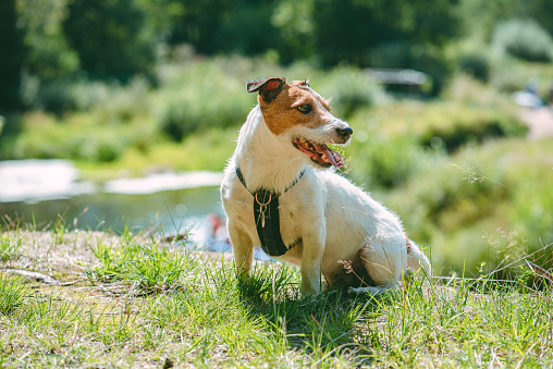 Jack Russell Terrier dog sitting on green grass