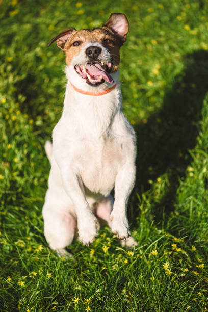 cão vestindo pulgas e carrapatos prevenção coleira de cachorro sentado na marmota implorando pose - tick dog flea pets - fotografias e filmes do acervo