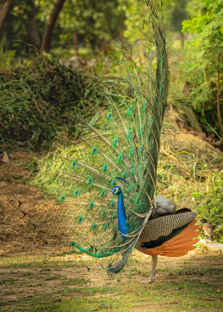 istock Beautiful common peacock in a park 1462991260