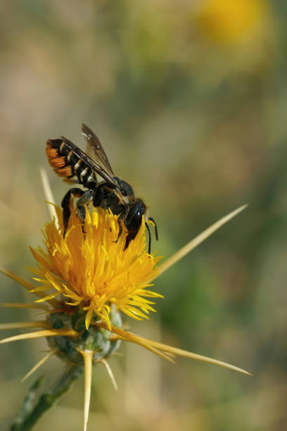 istock Vertical shot of megachile octosignata leafcutter bee sipping nectar from a yellow starthistle 1462991427