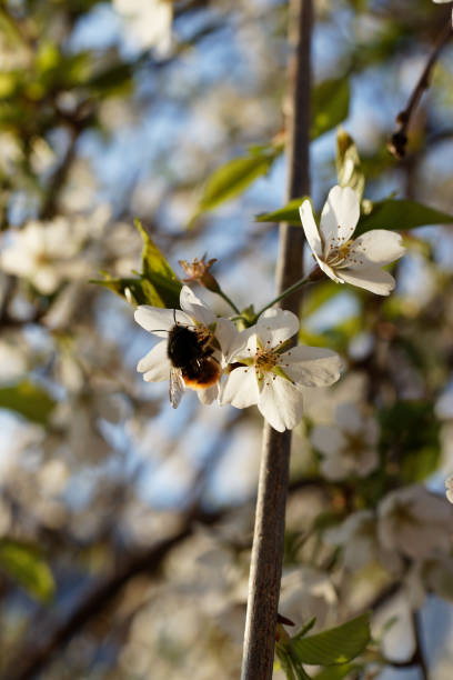 cherry tree in blossom with little white and pink flowers and little bees on the flowers, sunny day blue sky in a house garden