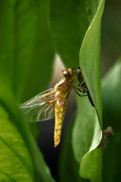 istock Closeup of a dragonfly on a leaf in a garden 1462991994