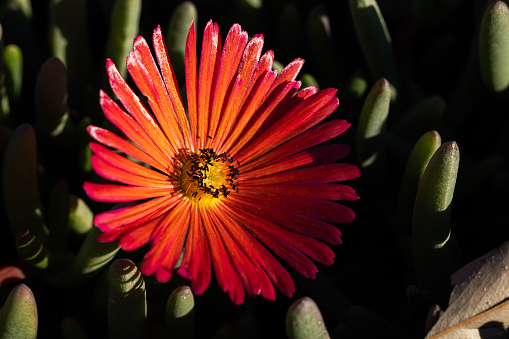 A closeup shot of a red California Ice Plant blooming in a garden