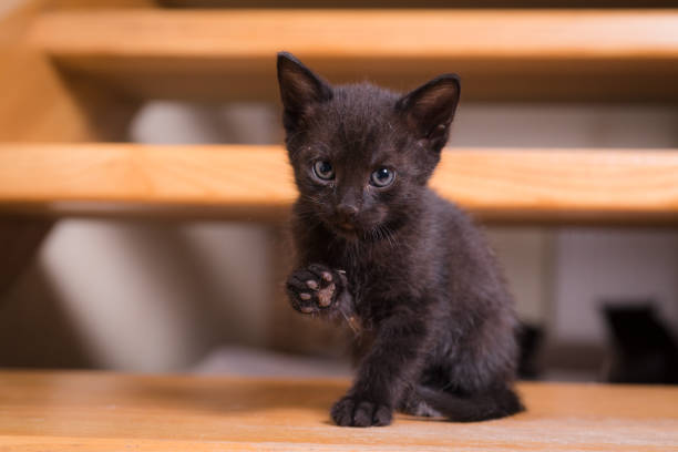 Portrait of an adorable 5 weeks kitten tenderly held by a young woman dressed in black. Kitten is grey and white and looking at the camera. Horizontal indoors waist up shot with copy space.