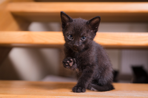 A small, dark brown, 2-month-old kitten is sitting with a raised paw. Focus on the kitten's head, the rest is blurred.