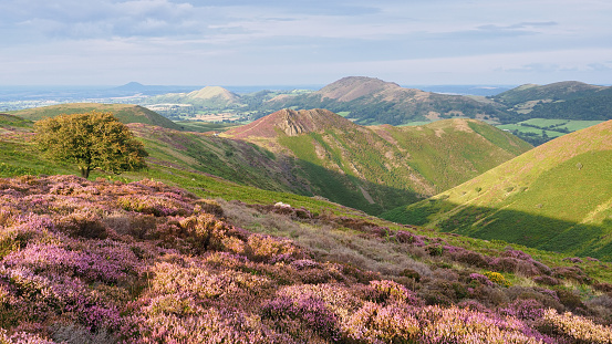 A scenic view of blooming heather on the Long Mynd, Shropshire, England in the evening